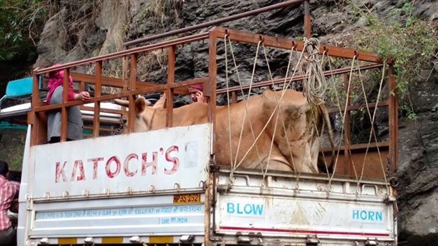 A cow being taken in truck.(HT Photo)