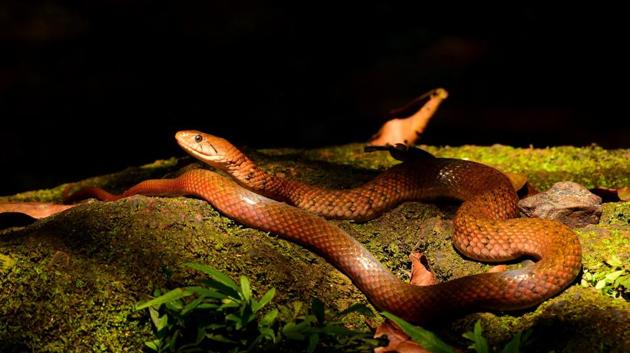 A checkered keelback rests on a lichen-covered log. (Dhiraj Bhaisare / ARRS) 