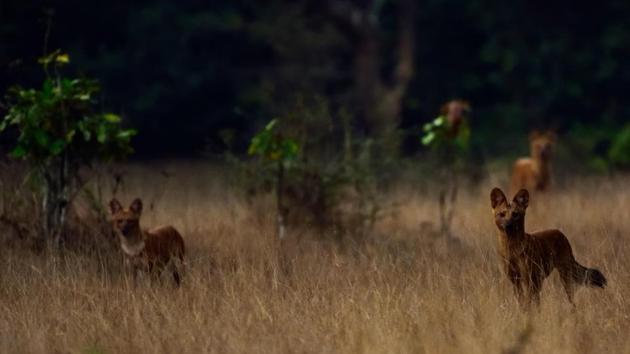 Wild dogs prick their ears up. They know you’re out there, and they have a kill hidden in the brush. (Dhiraj Bhaisare / ARRS) 