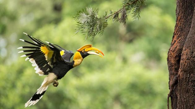 A female great hornbill, one of the endangered species that call the Western Ghats home. (Angadachappa) 