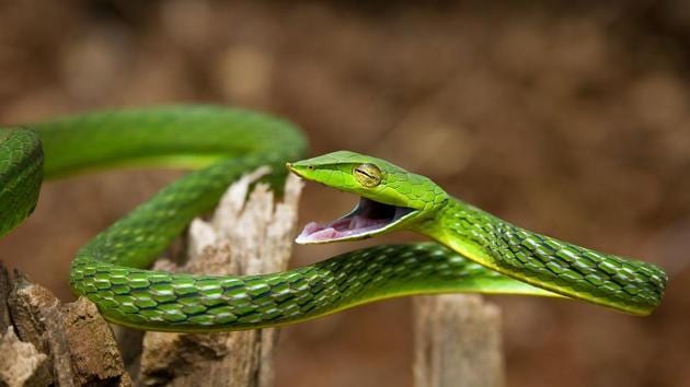 A marvellously bendy green vine snake, texture like a rubber tyre. (Manu Gangadhar) 