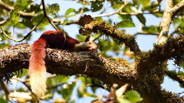 This bright-coated fellow is a Malabar giant squirrel. It is among the species endemic to the Western Ghats rainforest, which means they are found nowhere else in the world. (Dhiraj Bhaisare / ARRS) 