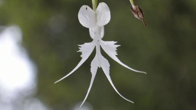 The dancing angel orchid. (Dhiraj Bhaisare / ARRS) 
