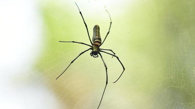An arachnid in its sunlit web. (Dhiraj Bhaisare / ARRS) 