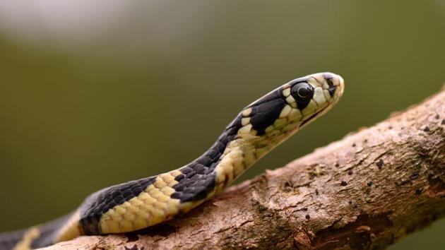 A baby king cobra. The Agumbe valley has India’s highest density of king cobras.  (Dhiraj Bhaisare / ARRS) 