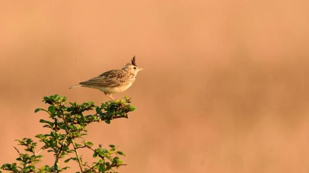 The Malabar lark, with its endearing crest, is found nowhere else on the planet. (Dhiraj Bhaisare / ARRS) 