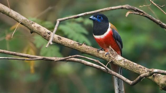 A male Malabar trogon, another endemic species. (Subramanya CK) 