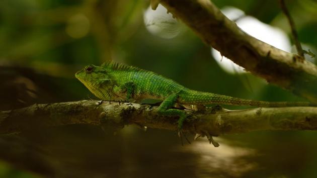 The Nilgiri forest lizard, also found nowhere else on the planet. Look at that spiky spine and long-toed foot! (Dhiraj Bhaisare / ARRS) 