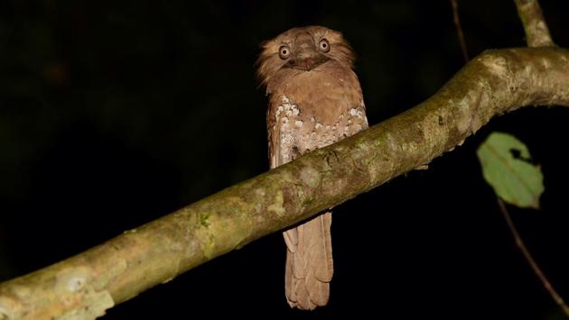 The Sri Lankan Frogmouth is always surprised to see you. (Dhiraj Bhaisare / ARRS) 