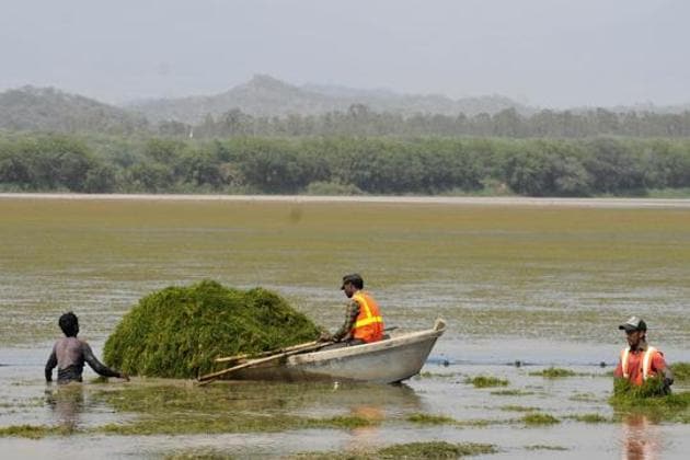 Weeds being removed from Sukhna lake on Thursday.(Karun Sharma/HT)