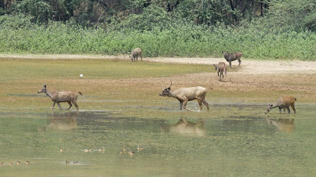 The lake, situated in an upscale area of the city, is also a national wetland. (Karun Sharma/HT)