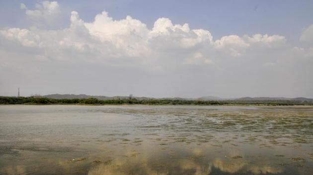 Against the needed depth of 10 feet, the Sukhna has now shrunk to a mere 1.75 feet. (Karun Sharma/HT)