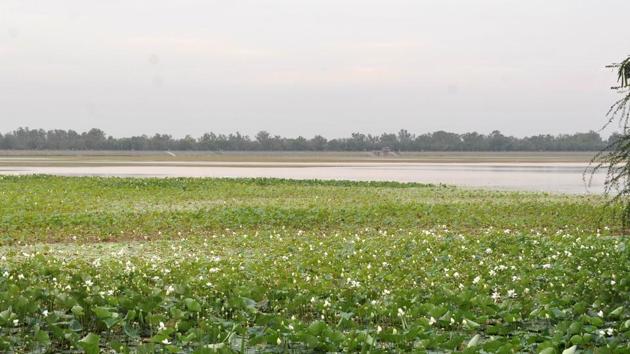 Weeds, too, are one of the major causes behind the dropping water level of the lake. (Karun Sharma/HT)