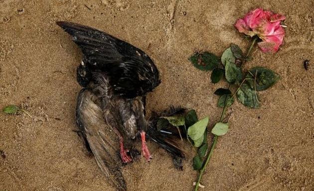 A dead bird lies next to a rose on the bank of the River Thames in London during low tide. Photographer Stefan Wermuth spent months photographing the river and the abandoned objects collected on the shore. During the heights of British Empire, it was a major trading route with factories set up on its banks but lost its prominence when the empire declined. (Stefan Wermuth/Reuters) A dead bird lies next to a rose on the bank of the River Thames in London during low tide. Photographer Stefan Wermuth spent months photographing the river and the abandoned objects collected on the shore. During the heights of British Empire, it was a major trading route with factories set up on its banks but lost its prominence when the empire declined. (Stefan Wermuth/Reuters)
