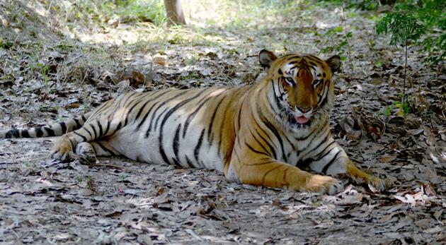 With this MP has lost nine tigers within last two months and 13 this year. Since January 2015, MP lost 54 tigers. This is the second tiger death in Balaghat district this year. (Jagtinder Singh Grewal / Hindustan Times) With this MP has lost nine tigers within last two months and 13 this year. Since January 2015, MP lost 54 tigers. This is the second tiger death in Balaghat district this year. (Jagtinder Singh Grewal / Hindustan Times)