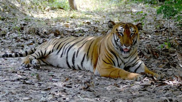 There are three coolers in the den for the tigers, of which two operate round the clock. (JS Grewal/HT Photo) There are three coolers in the den for the tigers, of which two operate round the clock. (JS Grewal/HT Photo)