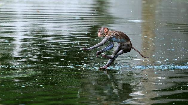 A monkey leaps into a pond on a hot day in Allahabad . According to local reports temperatures have soared in the northern Indian city to 47.28 Celsius. (Sanjay KANOJIA/AFP)