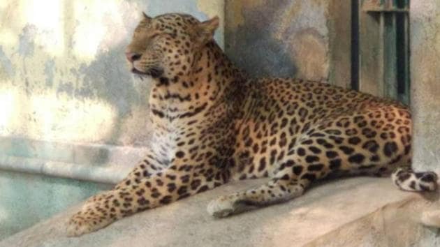 Radha was brought to SGNP from Radhanagri in Maharashtra’s Kolhapur in 2004 at the age of four. (HT) Radha was brought to SGNP from Radhanagri in Maharashtra’s Kolhapur in 2004 at the age of four. (HT)