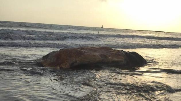 The 16-foot part of the Bryde’s whale carcass found at Madh beach. (HT) The 16-foot part of the Bryde’s whale carcass found at Madh beach. (HT)