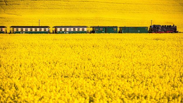 A steam locomotive 99 1782-4 from the year 1953 pulls on a passenger train through a blooming rape field near Posewald on the island Ruegen, northern Germany. (Jens Büttner / AFP)