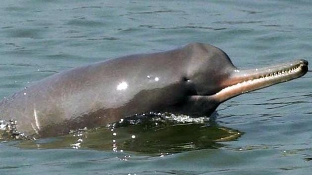 There are only around 1500 Gangetic Dolphins left in Indian waterways.(Amit Bhatt)