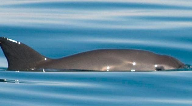 Report estimates fewer than 30 vaguita porpoise may be alive today (www.worldwildlife.org) Report estimates fewer than 30 vaguita porpoise may be alive today (www.worldwildlife.org)