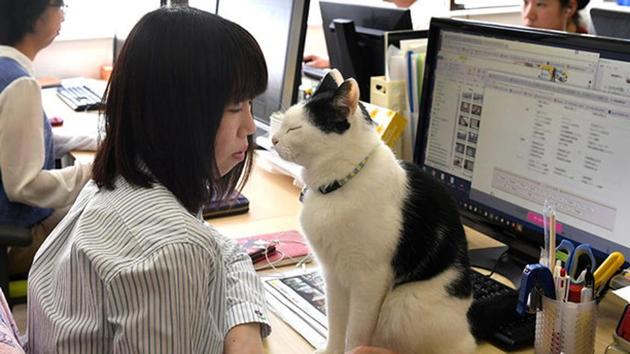 The Japanese IT firm Ferray uses cats to help employees in its Tokyo office to deal with stress.(AFP)
