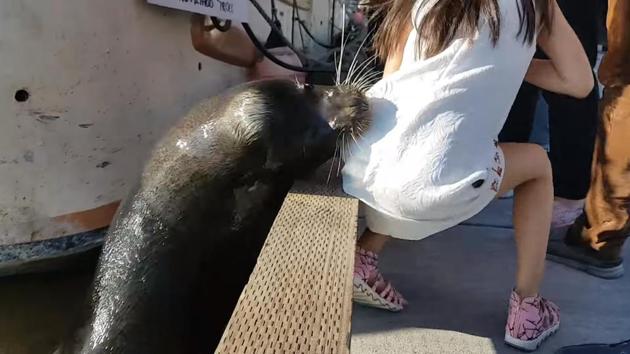 The sea lion grabbed the girl and dragged her into water.(Photo: Video Grab from YouTube)