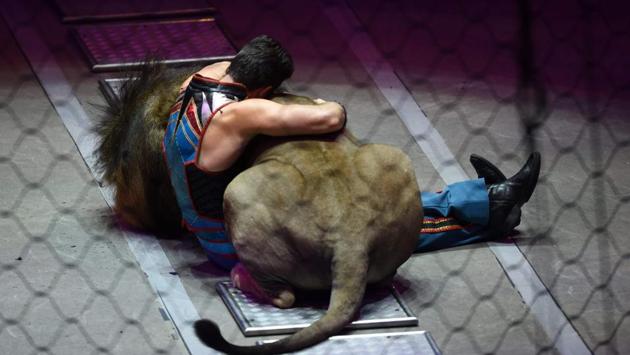 Alexander Lacey of Ringling Bros. and Barnum & Bailey Circus performs with a lion during their final farewell performance. (TIMOTHY A. CLARY / AFP)