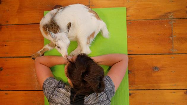 Goat therapy is further known to lower blood pressure and improve cardiovascular health. (Brian Snyder/REUTERS) Goat therapy is further known to lower blood pressure and improve cardiovascular health. (Brian Snyder/REUTERS)