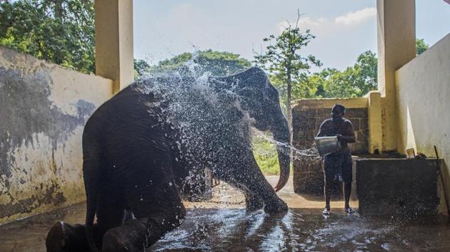 A mahout bathes an elephant at Byculla zoo.(Pratik Chorge/HT Photo)