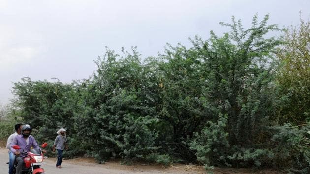The forest department had to revoke an earlier order stating that permission is not required to clear mesquite and kikar trees.(Parveen Kumar/HT Photo)
