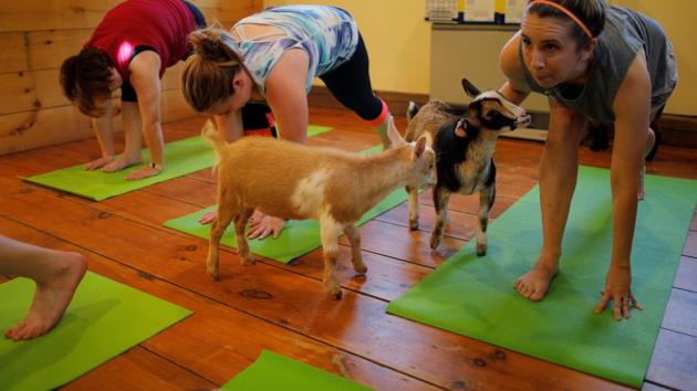 As participants indulge in yoga activities, a herd of goat enter the class and provide a happy distraction to the stressed minds. (Brian Snyder/REUTERS) As participants indulge in yoga activities, a herd of goat enter the class and provide a happy distraction to the stressed minds. (Brian Snyder/REUTERS)