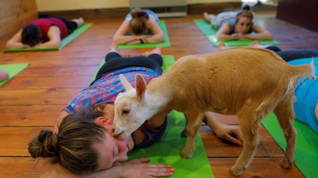 A goat licks one of the participants during a yoga class in U.S. As bizarre as it may sound, goat yoga therapy is actually gaining popularity throughout the United States. First started by Lainey Moose; in a yoga goat session participants go through yoga poses while baby goats snuggle, lick and climb around them. (Brian Snyder/REUTERS) A goat licks one of the participants during a yoga class in U.S. As bizarre as it may sound, goat yoga therapy is actually gaining popularity throughout the United States. First started by Lainey Moose; in a yoga goat session participants go through yoga poses while baby goats snuggle, lick and climb around them. (Brian Snyder/REUTERS)