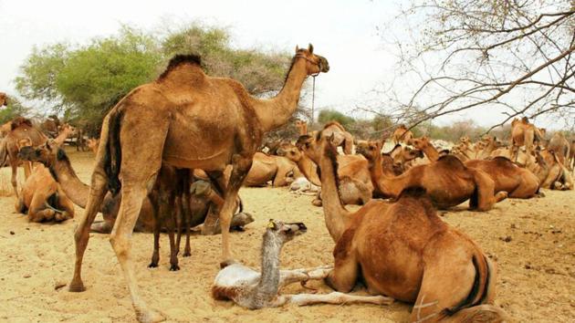 The single hump camel, which is one of the two state animals of Rajasthan, is known to survive in temperatures above 50° Celsius.(HT Photo)