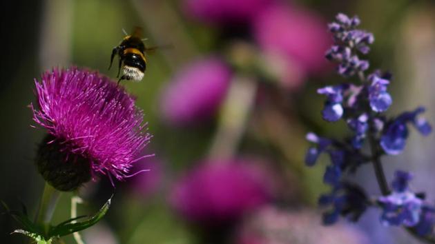 A bee flies from a flower in the 'Morgan Stanley Garden' at the show . (BEN STANSALL / AFP) 