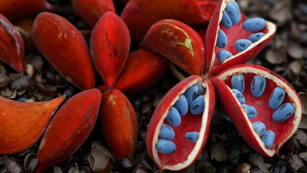 A Sterculia mexicana on display. (BEN STANSALL / AFP) 