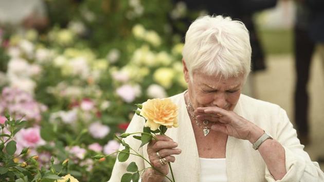 British actress Judi Dench, sneezes after sniffing an apricot rose named after her as it is launched by Shropshire grower David Austin Roses during the press preview. (Victoria Jones / AP) 