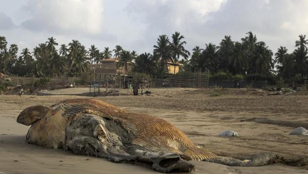 The 16-foot-long part of the Bryde’s whale carcass that washed ashore Madh beach on Sunday.(Samson Tupdal/HT)