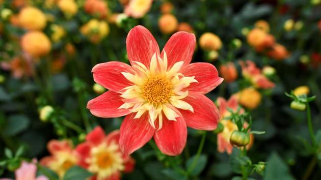 A LaGioconda Dahlia is displayed.  This year’s event- which will be the 104th show - sold out almost two weeks before the gates open on 23 May. (Dylan Martinez / REUTERS) 