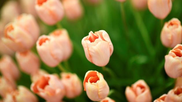 Menton are displayed at the Chelsea Flower show. (Dylan Martinez / REUTERS) 