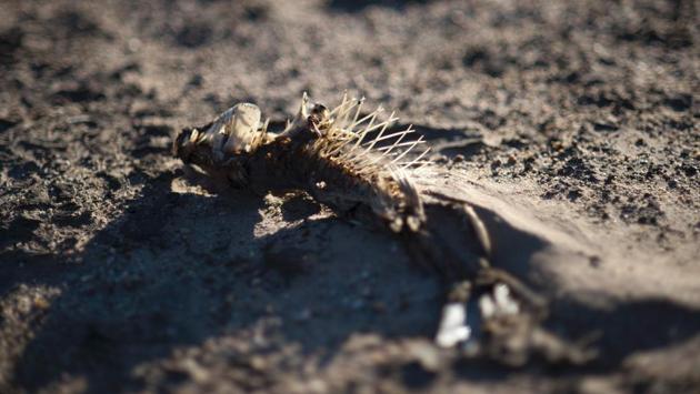 A dried out fish lying on the sand. Cape Town residents are being urged to reduce daily water usage by a hundred million litres immediately. (Rodger Bosch / AFP) A dried out fish lying on the sand. Cape Town residents are being urged to reduce daily water usage by a hundred million litres immediately. (Rodger Bosch / AFP)