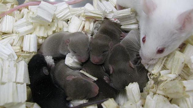 This July 23, 2014, photo provided by University of Yamanashi shows a white mouse foster mother with pups. Freeze-dried mice sperm samples were launched in 2013 to the International Space Station and returned to Earth in 2014. (AP Photo) This July 23, 2014, photo provided by University of Yamanashi shows a white mouse foster mother with pups. Freeze-dried mice sperm samples were launched in 2013 to the International Space Station and returned to Earth in 2014. (AP Photo)