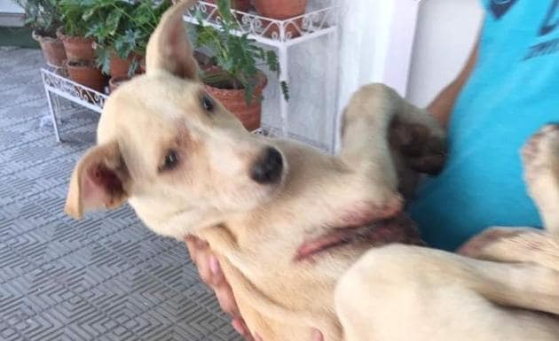 An injured dog at an animal shelter home in Nandiali village, SAS Nagar.(HT Photo)