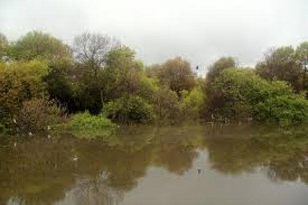 The official added that they had visited the mangrove patch twice to check if felling trees could be avoided but realised that according to the city’s entire metro plan, the mangrove trees would have to be cut. (HT file photo) The official added that they had visited the mangrove patch twice to check if felling trees could be avoided but realised that according to the city’s entire metro plan, the mangrove trees would have to be cut. (HT file photo)