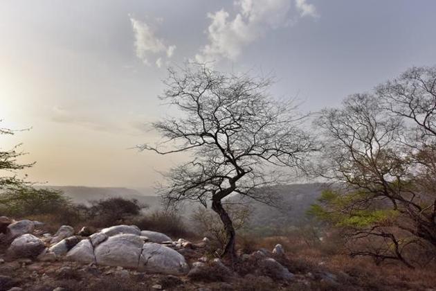 Many Gurgaon residents visit the Mangarbani forest regularly to get away from the busy hustle and bustle of city life. (Sanjeev Verma/HT Photo) Many Gurgaon residents visit the Mangarbani forest regularly to get away from the busy hustle and bustle of city life. (Sanjeev Verma/HT Photo)
