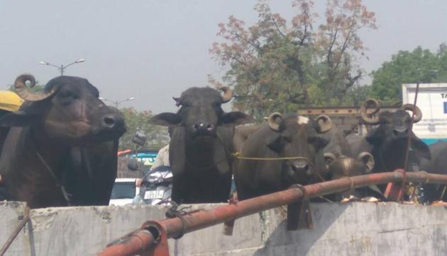 The truck carrying about a dozen buffaloes toppled near Hauz Khas metro station in south Delhi. The driver and others in it fled soon after. (HT Photo) The truck carrying about a dozen buffaloes toppled near Hauz Khas metro station in south Delhi. The driver and others in it fled soon after. (HT Photo)