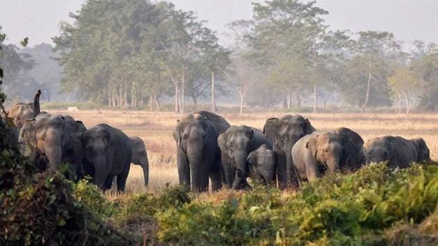 The scarcity of selected food for elephants like bamboo, kajhi and khair in Jharkhand’s forests have forced the pachyderms to enter villages, causing man-elephant conflict and crop damage, officials said. (PTI FILE PHOTO) The scarcity of selected food for elephants like bamboo, kajhi and khair in Jharkhand’s forests have forced the pachyderms to enter villages, causing man-elephant conflict and crop damage, officials said. (PTI FILE PHOTO)