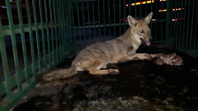 The two-year-old male jackal was separated from its pack inside the mangrove forests in Vikhroli. (HT) The two-year-old male jackal was separated from its pack inside the mangrove forests in Vikhroli. (HT)
