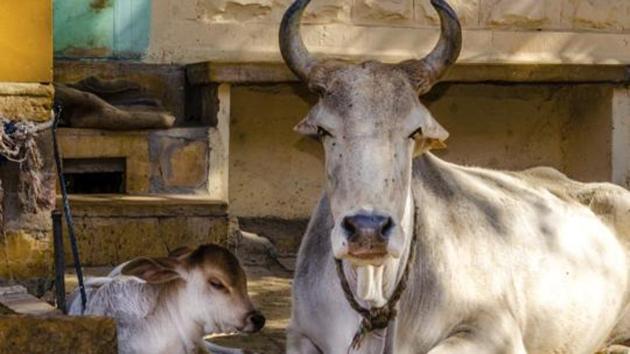 The government, apart from the ban on sale of cattle for slaughter, also prohibited practices that are cruel to animals including painting of horns and putting ornaments on them. (Getty Images) The government, apart from the ban on sale of cattle for slaughter, also prohibited practices that are cruel to animals including painting of horns and putting ornaments on them. (Getty Images)